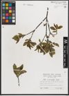 Foto von Salix mielichhoferi Saut.